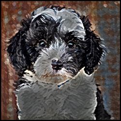 Picture of Sheepadoodle-Lord Lil Bit Mug