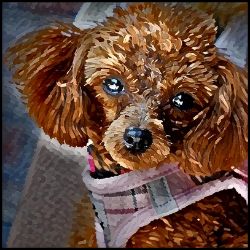 Picture of Toy Poodle-Lord Lil Bit Mug
